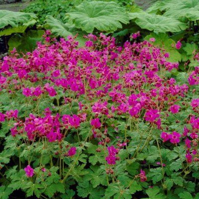 Geranium macrorrhizum Bevan´s Variety, Flocknäva