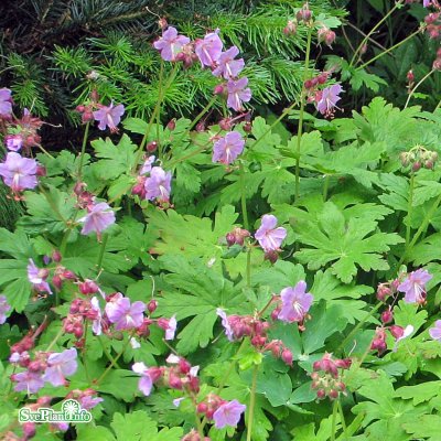Geranium macrorrhizum Ingwersen´s Var, Flocknäva, C11,5cm