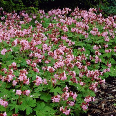 Geranium macrorrhizum Ingwersen´s Var, Flocknäva