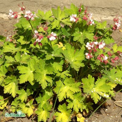 Geranium macrorrhizum Spessart, Flocknäva, C11,5cm