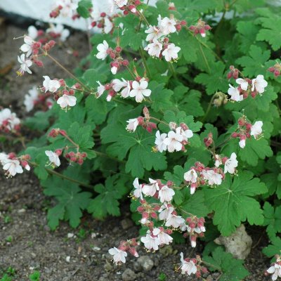 Geranium macrorrhizum Spessart, Flocknäva, C11,5cm