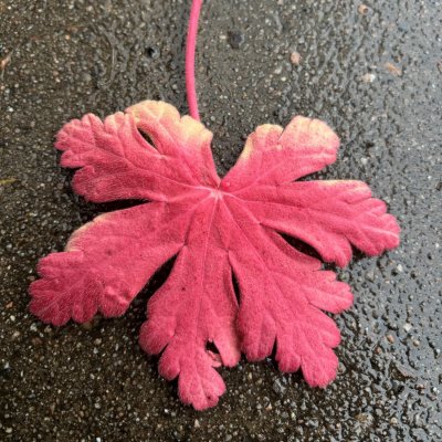 Geranium macrorrhizum Spessart