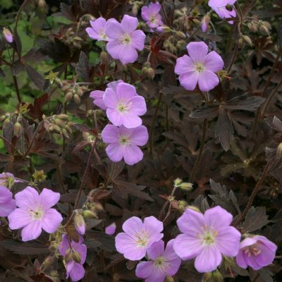 Geranium maculatum Elizabeth Ann ®, Fläcknäva