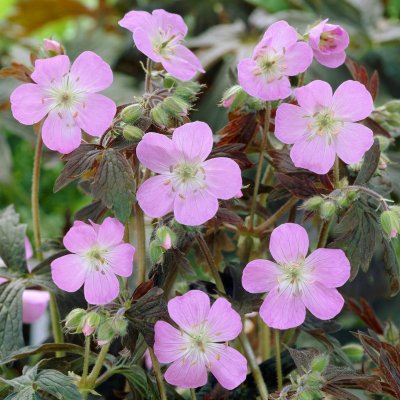 Geranium maculatum Espresso, Fläcknäva, C13cm