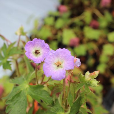 Geranium maculatum Vickie Lynn ®, Fläcknäva