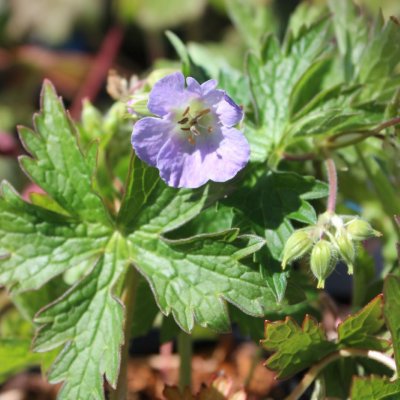 Geranium maculatum Vickie Lynn ®, Fläcknäva