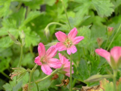 Geranium x oxon. Southcombe Double, Kronnäva/Spansknäva, C13cm