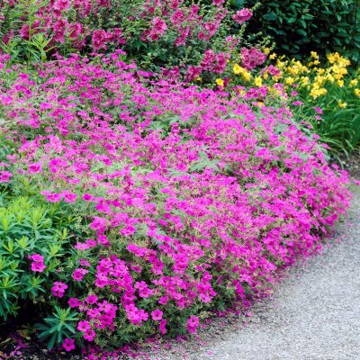 Geranium hybr. Patricia, Trädgårdsnäva, SQ1