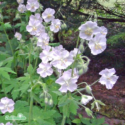 Geranium phaeum Album, Brunnäva, P9cm