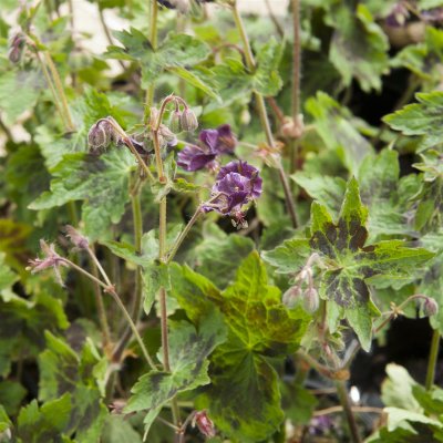 Geranium phaeum Samobor, Brunnäva, C13cm