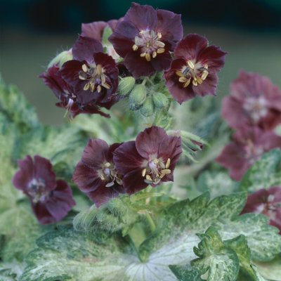 Geranium phaeum Springtime ®, Brunnäva