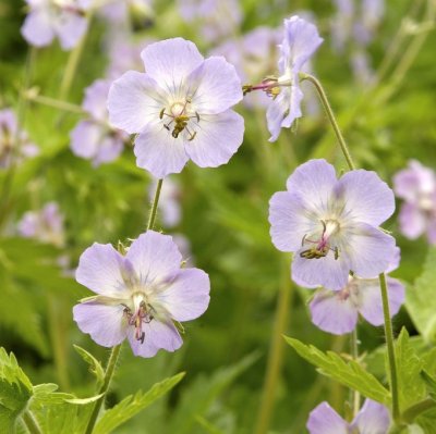 Geranium phaeum Walkure, Brunnäva, P9cm