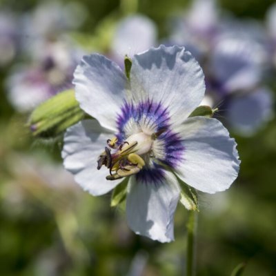Geranium phaeum Wendy´s Blush, Brunnäva