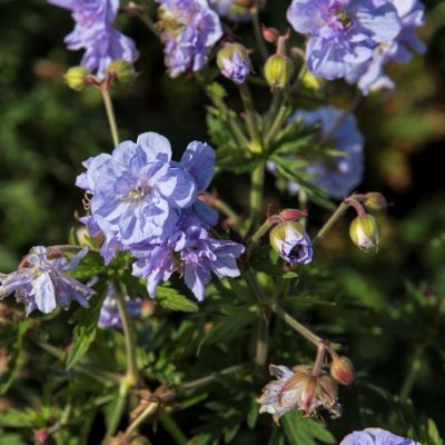 Geranium pratense Cloud Nine ®, Ängsnäva, P9cm