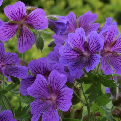 Geranium x magnificum Rosemoor, Kungsnäva, P9cm