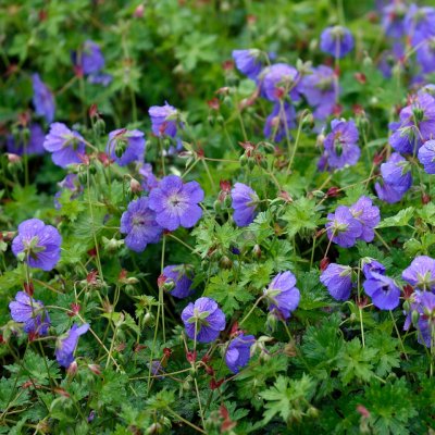 Geranium hybr. Rozanne ® (Gerwart), Trådgårdsnäva