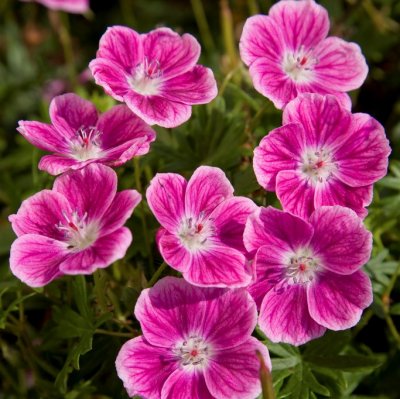 Geranium sanguineum Elke, Blodnäva, P9cm