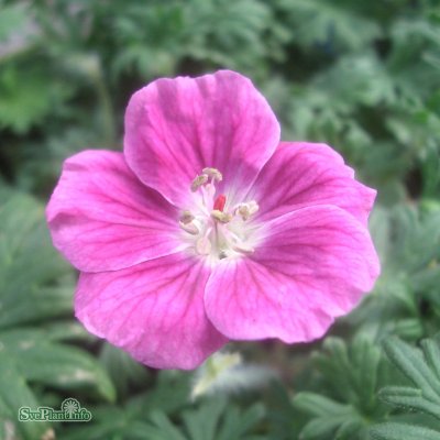 Geranium sanguineum Elke, Blodnäva, P9cm