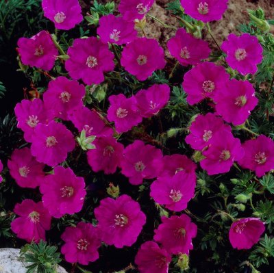Geranium sanguineum Max Frei, Blodnäva
