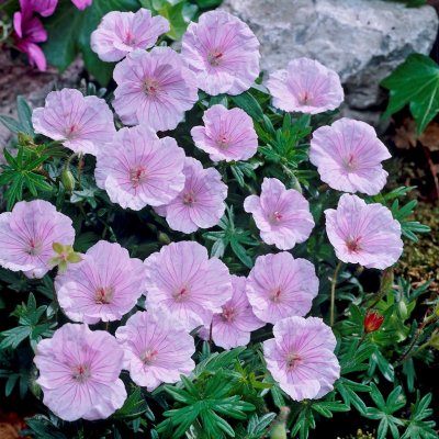 Geranium sanguineum var. striatum, Jungfrunäva