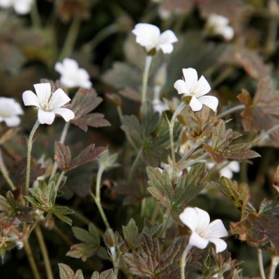 Geranium hybr. Sanne, Trädgårdsnäva, P9cm