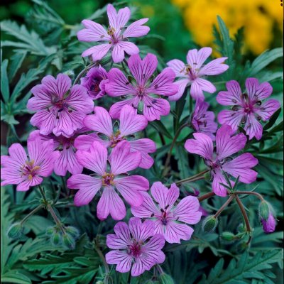 Geranium tuberosum, Vårnäva / Knölnäva, P9cm