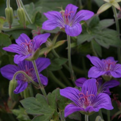 Geranium wlassovianum, Mongolisk Näva, C11,5cm