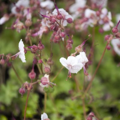 Geranium x cantabrigiense Biokovo, Biokovonäva, P9cm
