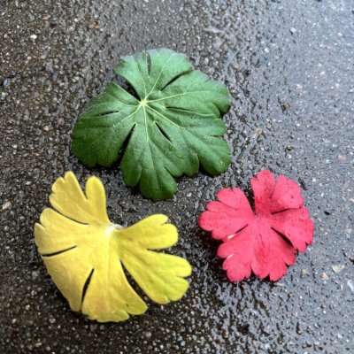 Geranium x cantabrigiense Biokovo