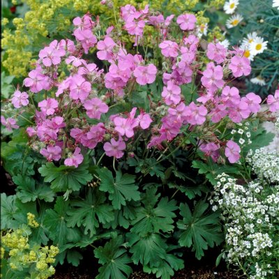 Geranium x cantabrigiense Karmina, Liten Flocknäva