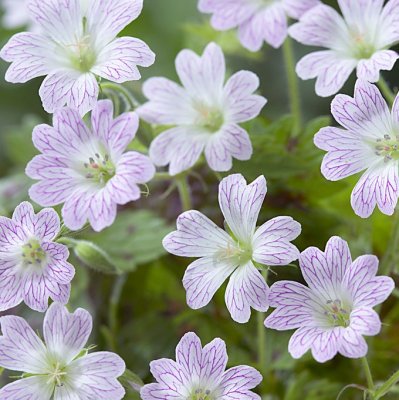 Geranium x oxon. Katherine Adele, Kronnäva/Spansknäva, P9cm