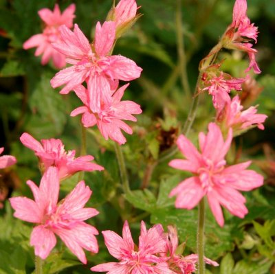 Geranium x oxon. Southcombe Double, Kronnäva/Spansknäva