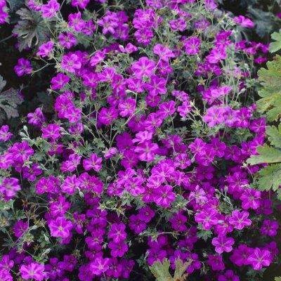 Geranium x riversleaianum Russell Prichard, Chathamnäva