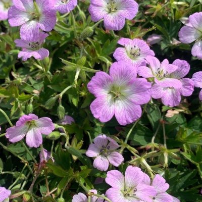 Geranium yoshinoi Confetti, Yoshinonäva, P9cm
