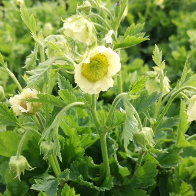 Geum rivale Tales of Hex, Humleblomster