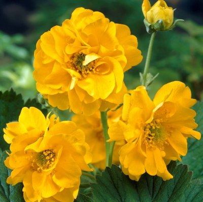 Geum chiloense Lady Stratheden, Praktnejlikrot, P9cm