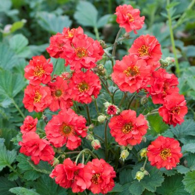 Geum chiloense Mrs. Bradshaw, Praktnejlikrot