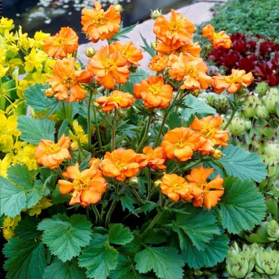 Geum coccineum Aurantiacum (Borisii), Nejlikrot, P9cm