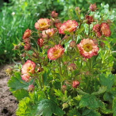 Geum hybr. Cocktail ™ Cosmopolitan ®, Trädgårdsnejlikrot, P9cm