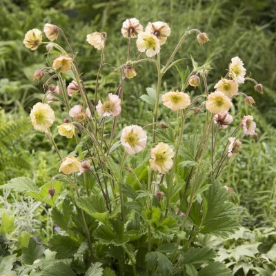 Geum hybr. Censation ™ Apricot Pearl, Trädgårdsnejlikrot