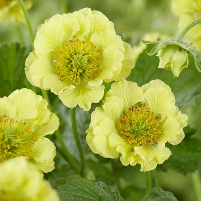 Geum hybr. Cocktail ™ Banana Daiquiri, Trädgårdsnejlikrot, C11cm