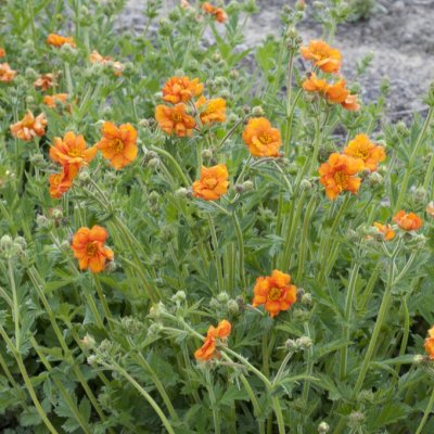 Geum hybr. Dolly North