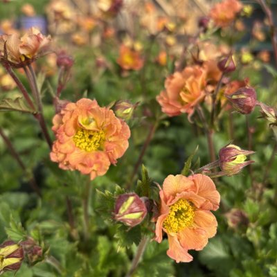 Geum hybr. Mai Tai ®