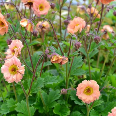 Geum hybr. Mai Tai, Trädgårdsnejlikrot, P11cm