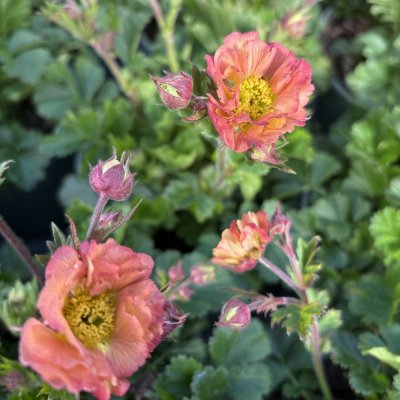Geum hybr. Mai Tai ®