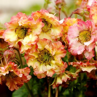 Geum hybr. Petticoats ® Peach, Trädgårdsnejlikrot, C3