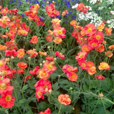 Geum hybr. Scarlet Tempest ®, Trädgårdsnejlikrot, C11cm