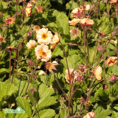 Geum hybr. Mai Tai, Trädgårdsnejlikrot, P11cm