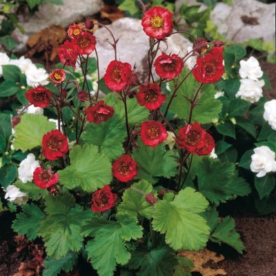 Geum rivale Flames of Passion ®, Humleblomster, C11cm