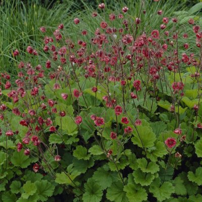 Geum rivale Leonard´s Variety, Humleblomster